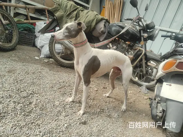 【搞定了！】喜欢联系，教练狗 - 图片 1