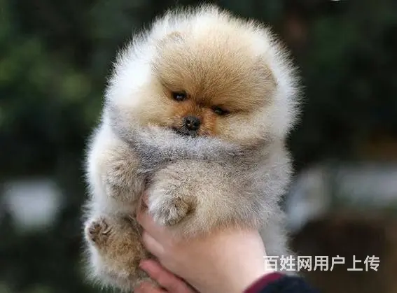 北京小体俊介博美犬出售 茶杯犬 纯白色博美犬多少钱 - 图片 6
