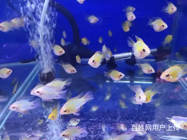 呈贡地区鱼缸清洗维修服务 - 图片 12