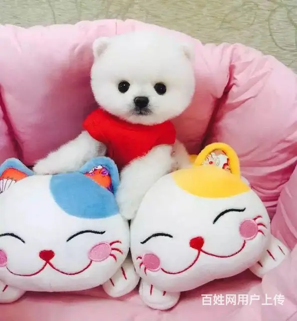 广州正规狗场 广州哪里有卖博美俊介犬 包纯种健康 - 图片 9
