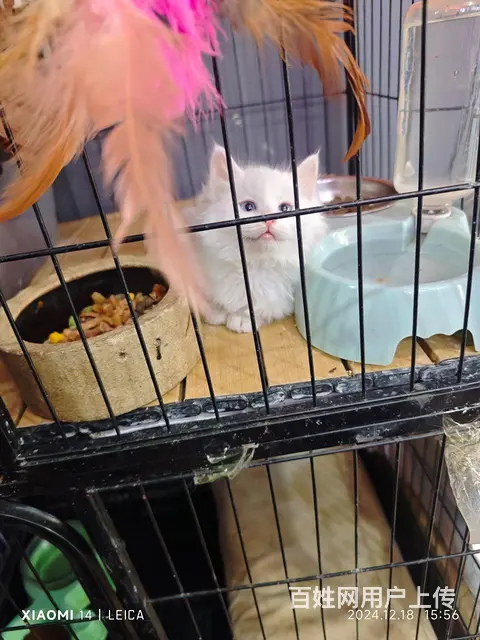 纯白波斯猫 - 图片 2