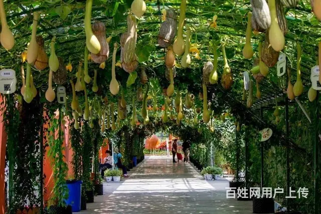 五彩田园景区房房东直租 - 图片 6