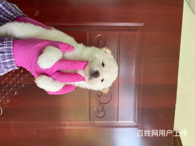 纯种柴犬出售 - 图片 2