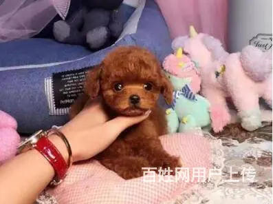 赤峰泰迪多少钱一只 泰迪价格 纯种泰迪 保健康 - 图片 1