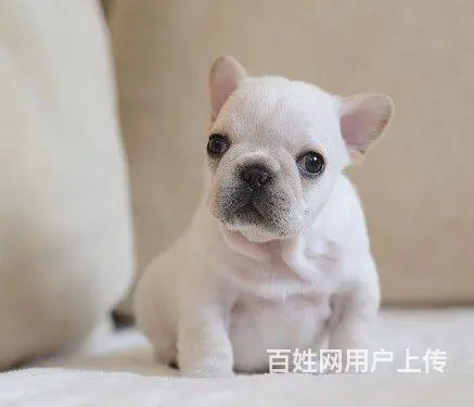 法国斗牛犬 法斗幼犬健康出售可挑选 - 图片 9