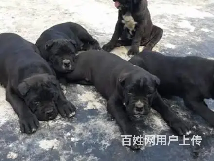 三个月的卡斯罗幼崽最新价格，纯种卡斯罗保健康包养活 - 图片 8
