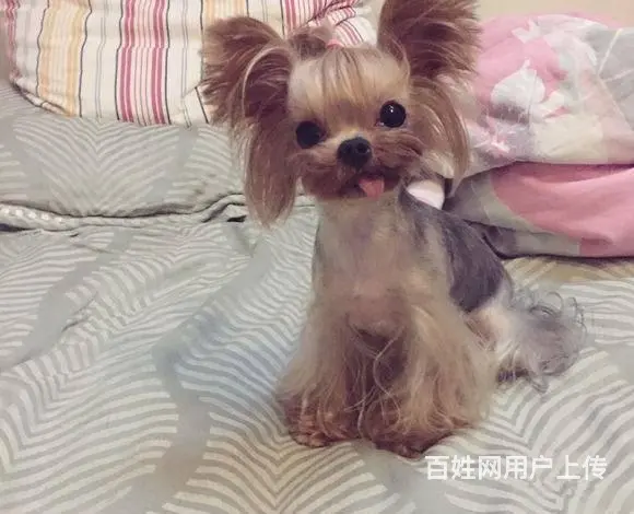 小体约克夏价格 纯种约克夏多少钱一只 - 图片 2