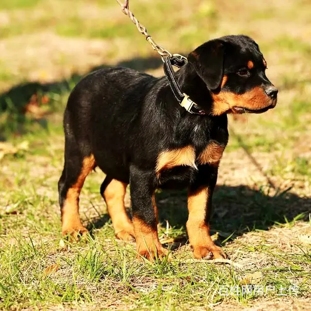 辽阳犬舍推荐-正规养殖罗威纳的地方 - 图片 2