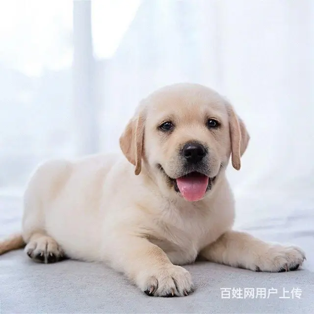 纯种金毛 拉布拉多幼犬 厂家直销 包配送 - 图片 1