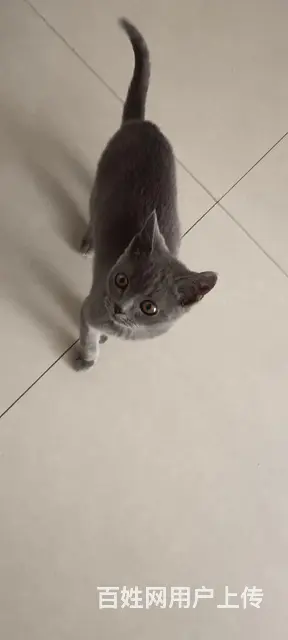 4个月蓝猫出售 - 图片 2
