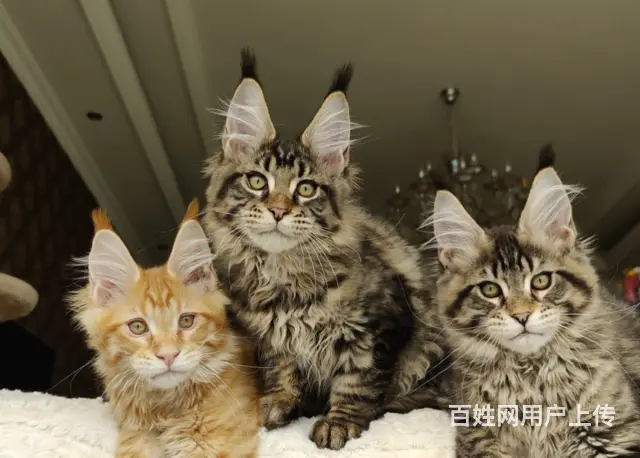 本地哪里有卖缅因猫的多少钱一只 缅因猫好养吗 - 图片 1