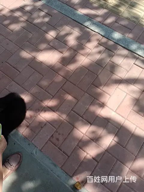 德牧出售 - 图片
