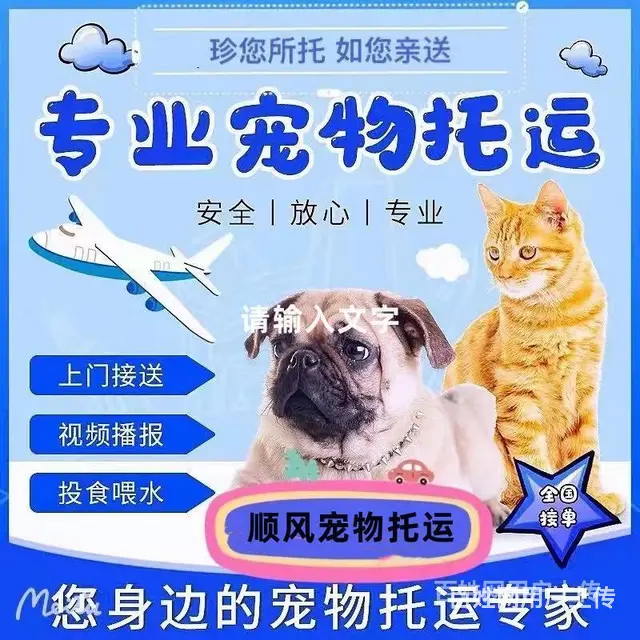 烟台莱州宠物托运（猫狗）活体邮寄快递（2022宠物运输 ）今 - 图片 1