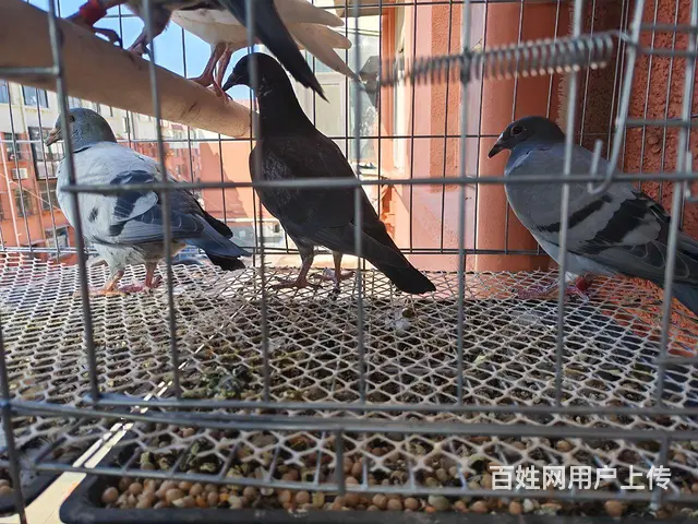 信鸽幼鸽出售 - 图片 2