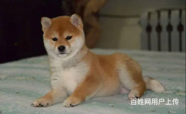 北京哪里有卖柴犬的 纯种日本柴犬多少钱一只 - 图片 6