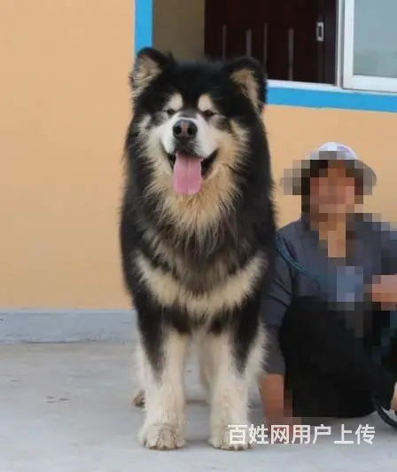 巨型阿拉斯加犬 红色 黑色纯种健康阿拉斯加雪橇犬 - 图片 9