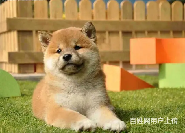 柴犬多少钱一只 哪里有卖柴犬柴犬 - 图片 6