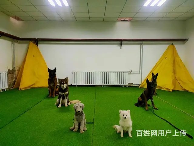 专业宠物训练 行为纠正 护卫犬 影视犬 工作犬训练 - 图片 4