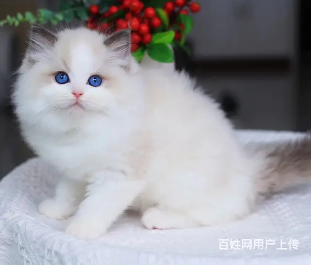 哪里有布偶猫卖的 布偶猫多少钱 布偶猫成年多重 - 图片 2