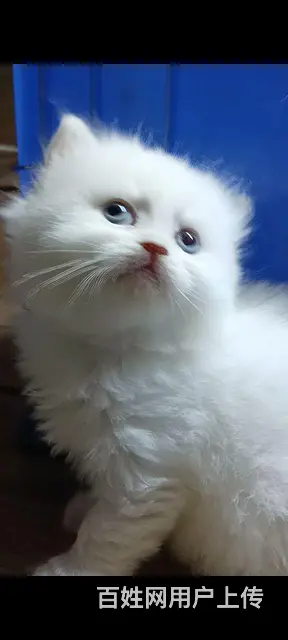 猫咪出售 - 图片 3
