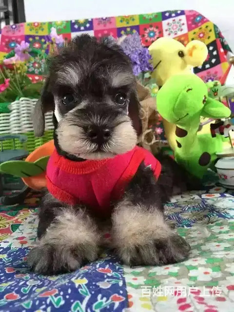 广州买狗的地方 广州纯种健康迷你雪纳瑞犬一只多少钱 - 图片 4
