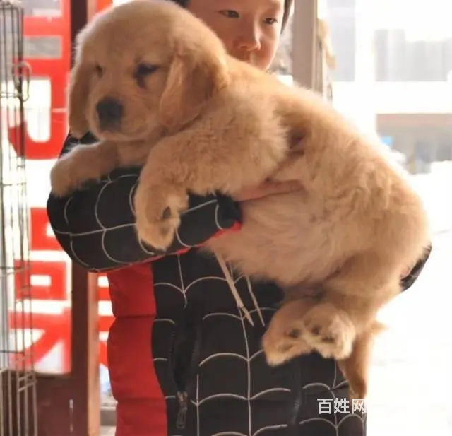现在哪有卖金毛犬的 现在金毛多少钱一只 - 图片 8