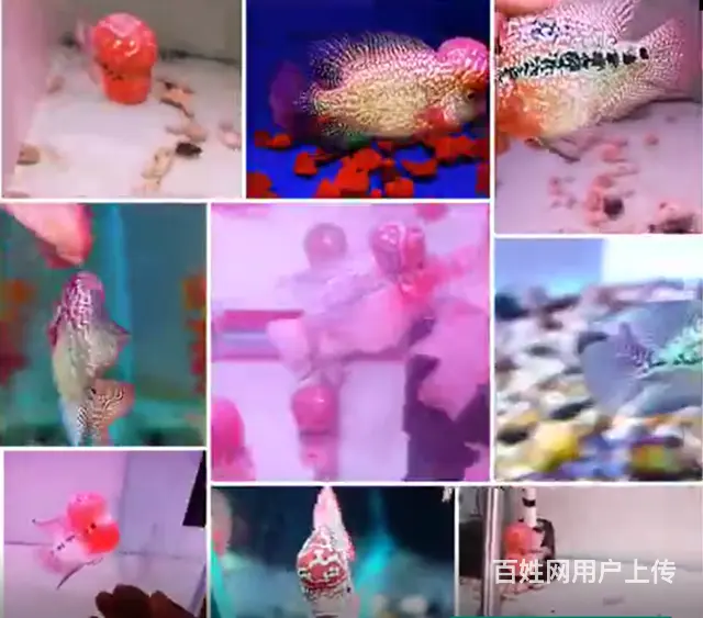 南充哪里有卖罗汉鱼 顺丰包邮包活，泰国一手货源 - 图片 2