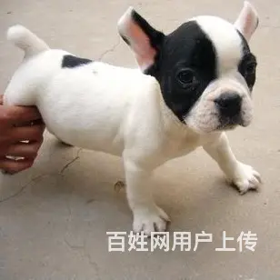 辽阳哪里可以看到纯种法斗犬  宠物狗一般多少钱 - 图片 7