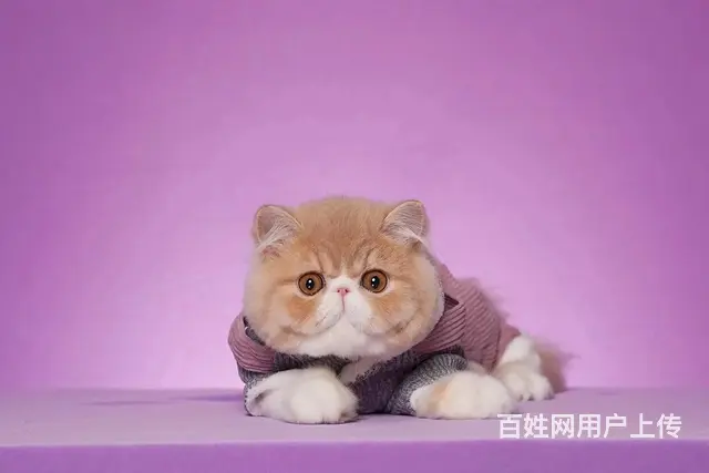 那里有纯种加菲猫出售的 包子脸鼻眼一线 保证健康 - 图片 5