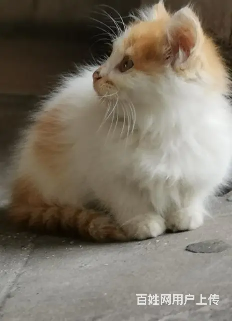 【搞定了！】两个月大的家养小猫咪免费送 - 图片 1