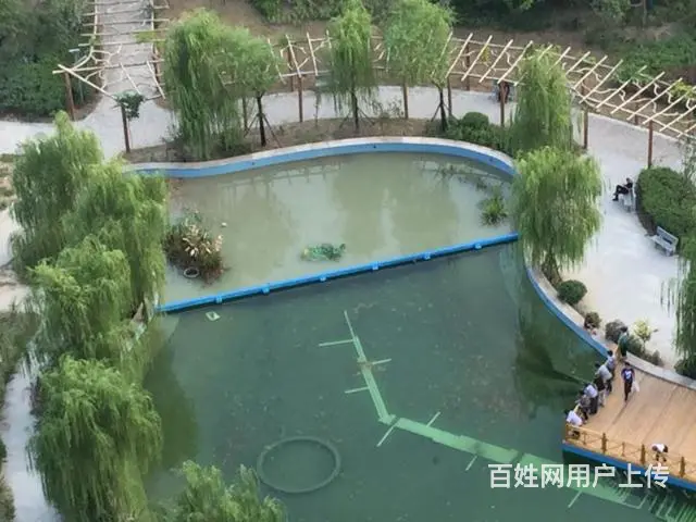 苏州锦鲤鱼批发零售价格实惠质量优 - 图片 7