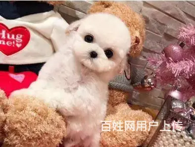 昆明泰迪多少钱一只 泰迪价格 茶杯犬泰迪 - 图片 12