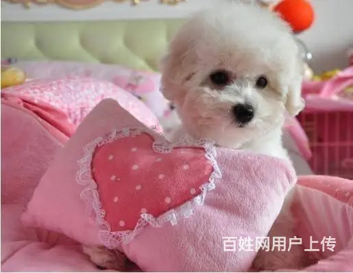 广州比熊犬一只多少钱 实体犬舍 自家繁殖保健康 - 图片 6