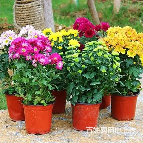 工程苗木，花卉苗木订购 - 图片 7