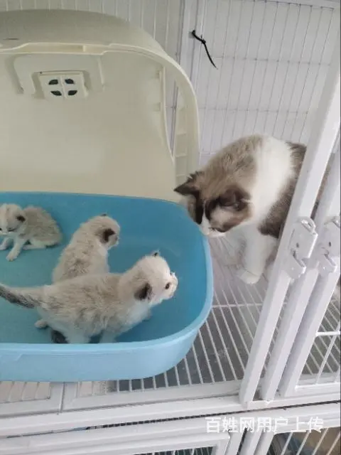 自家猫舍小奶猫 - 图片 6