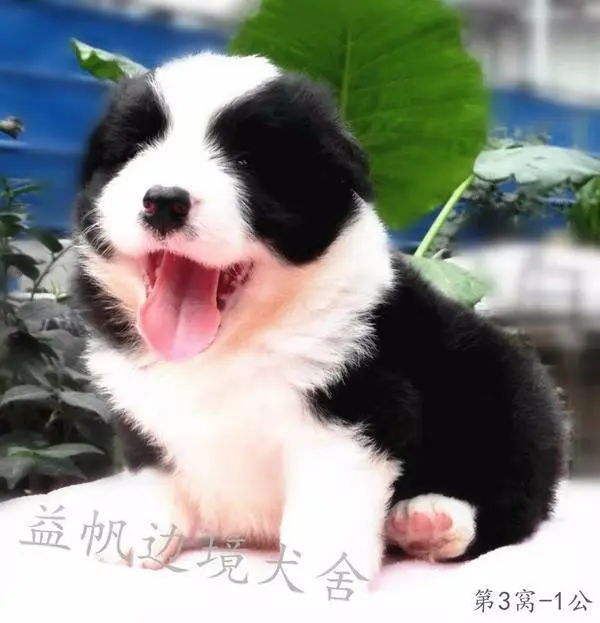 宿迁正规犬舍，益帆边境牧羊犬犬舍 - 图片 1