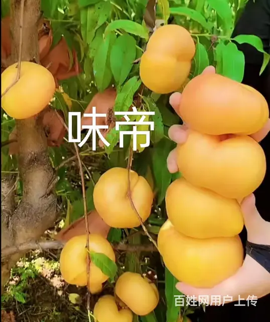 山东济宁曹妃油蟠桃苗奶油蟠桃苗紫霞油蟠桃苗油蟠晚7 - 图片 6