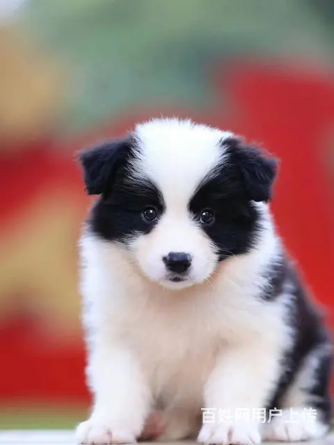 沈阳那里买边境幼犬 纯种边境牧羊犬价格 - 图片 1