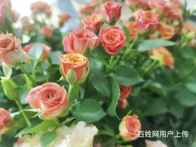 苏州花艺师线下培训 - 图片 3