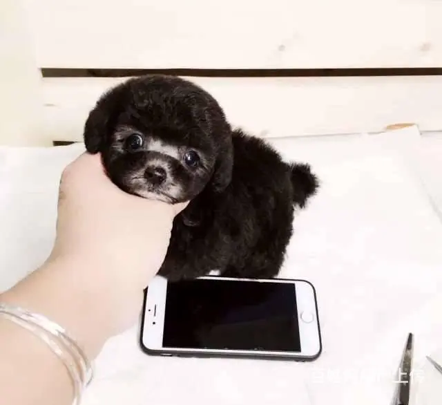 纯种泰迪  玩具红泰迪熊犬 巧克力泰迪犬 - 图片 3