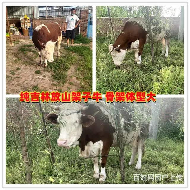 7个月 西门塔尔繁殖母牛 现在什么价格 - 图片 2