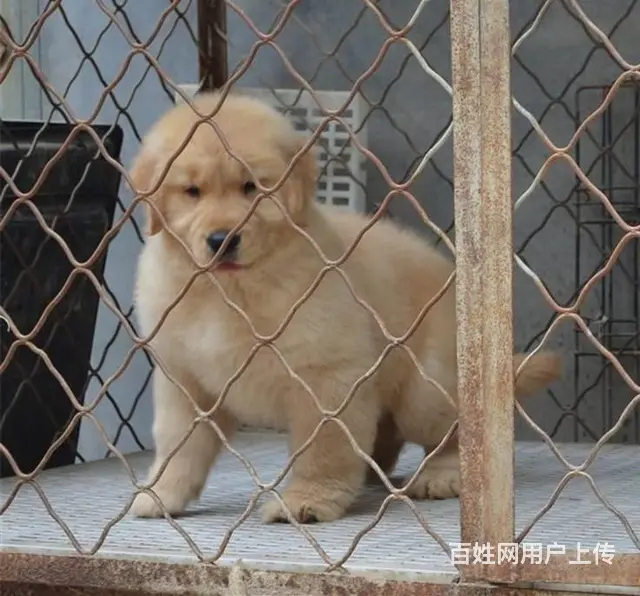 现在哪有卖金毛犬的 现在金毛多少钱一只 - 图片 5