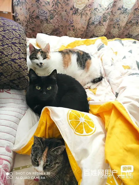 家庭寄养散养猫咪 - 图片 5