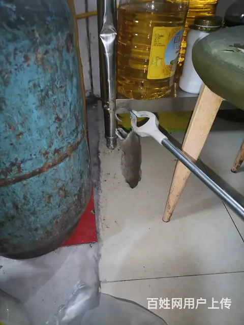 秦皇岛灭蟑螂灭老鼠一次多少钱灭蟑螂怎么收费灭蚂蚁 - 图片 4