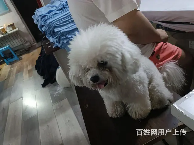 借配 - 图片 3