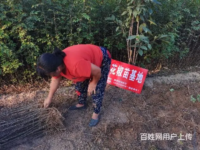 韩城枣红二号黄盖花椒苗基地 韩城大红袍花椒苗 - 图片 4