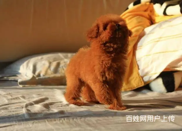 茶杯|玩具|泰迪熊|灰色泰迪|京华犬舍 - 图片 7