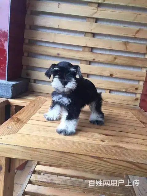 广州买狗的地方 广州纯种健康迷你雪纳瑞犬一只多少钱 - 图片 12