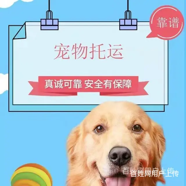 推荐） 安徽萧县宠物托运到全国）（猫狗）邮寄快递（宠物活体运 - 图片 1