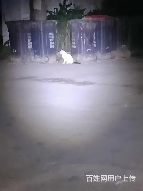 猫咪丢失怎么办，爱宠救援家教你如何快速找回丢失的猫 - 图片 4